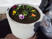 まんなか広場のパンジーが植えこまれたコンテナ4