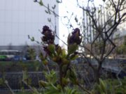 ライラックのアセシッピーの花芽