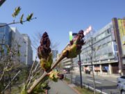 ライラックのエスタースティリーの花芽