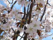 園内のエゾヤマザクラの花