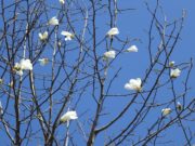 花を付けたキタコブシの木