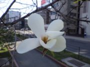 キタコブシの花