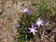 花が咲いたチオノドクサ