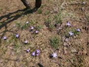 チオノドクサの花たち