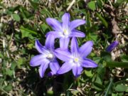 輝くチオノドクサの花