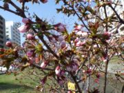 たくさんのつぼみを付けたチシマザクラ