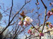 わずかに開いたチシマザクラの花