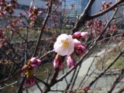 北1条で咲いたチシマザクラの花