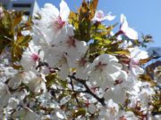 園内のチシマザクラの花