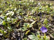 ビンカミノールの花と芽