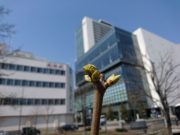 ライラックの芽