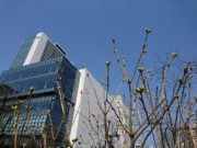 ライラックの芽たち