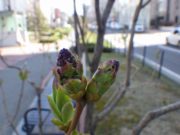 ライラックのラムフォンホルステンシュタインの花芽