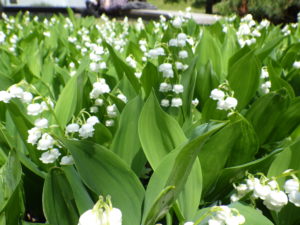 満開のドイツスズランの写真