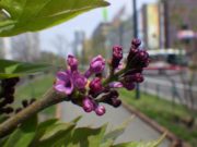 花開いた北1条のライラックアセシッピーの写真