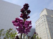 花開いた北2条のアセシッピーの花の写真