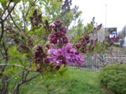 花開いた北2条のライラックアセシッピーの写真