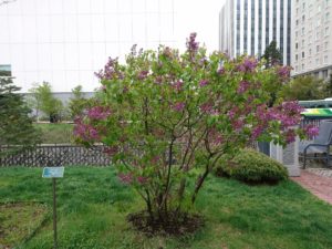 ライラックアセシッピーの5月8日の様子の写真