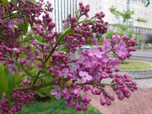 5月8日のライラックアセシッピーの花の写真