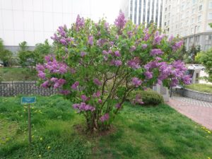 5月15日のライラックアセシッピーの写真