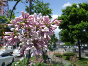 数輪開いたライラックウスゲシナハシドイの写真