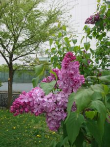 5月15日のライラックエスタースティリーの写真