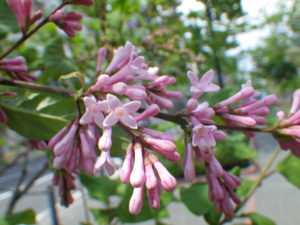 数輪開いたライラックジェームズマクファーレンの写真