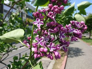 5月17日のライラックセンセーションの写真