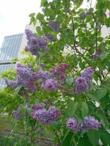 5月15日のライラックプレジデントリンカーンの写真