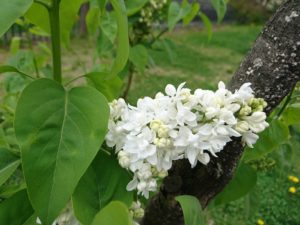 5月15日のライラックマダムルモワンの写真