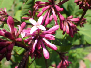 数輪開いたライラックミスカナダの写真