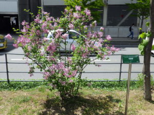 遅咲きのライラック四季蘭の写真