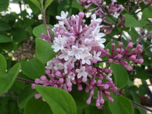 数輪開いたライラック四季蘭の写真