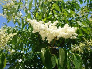 北2条ブロック東側で咲いているハシドイの花1