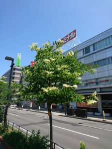 北2条ブロック東側で咲いているハシドイの花2