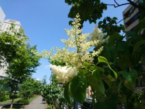 北2条ブロック東側で咲いているハシドイの花3