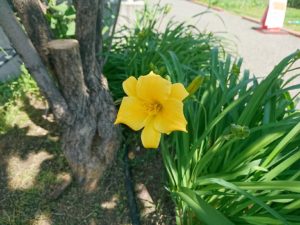 へ寝ろカリスステラデオロの花