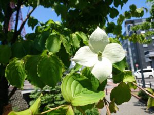 南1条で咲くヤマボウシ