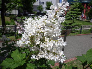 遅咲きのライラックアグネススミスの花の写真1