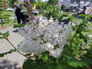 遅咲きのライラックアグネススミスの花の写真2