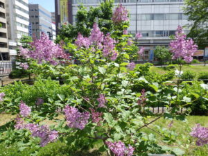 遅咲きのライラックメヌエットの花の写真1