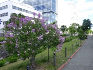 遅咲きのライラックメヌエットの花の写真2