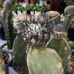 コピアポアの接木