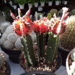 赤い接木サボテン