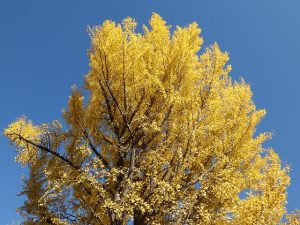 イチョウ黄葉と青空