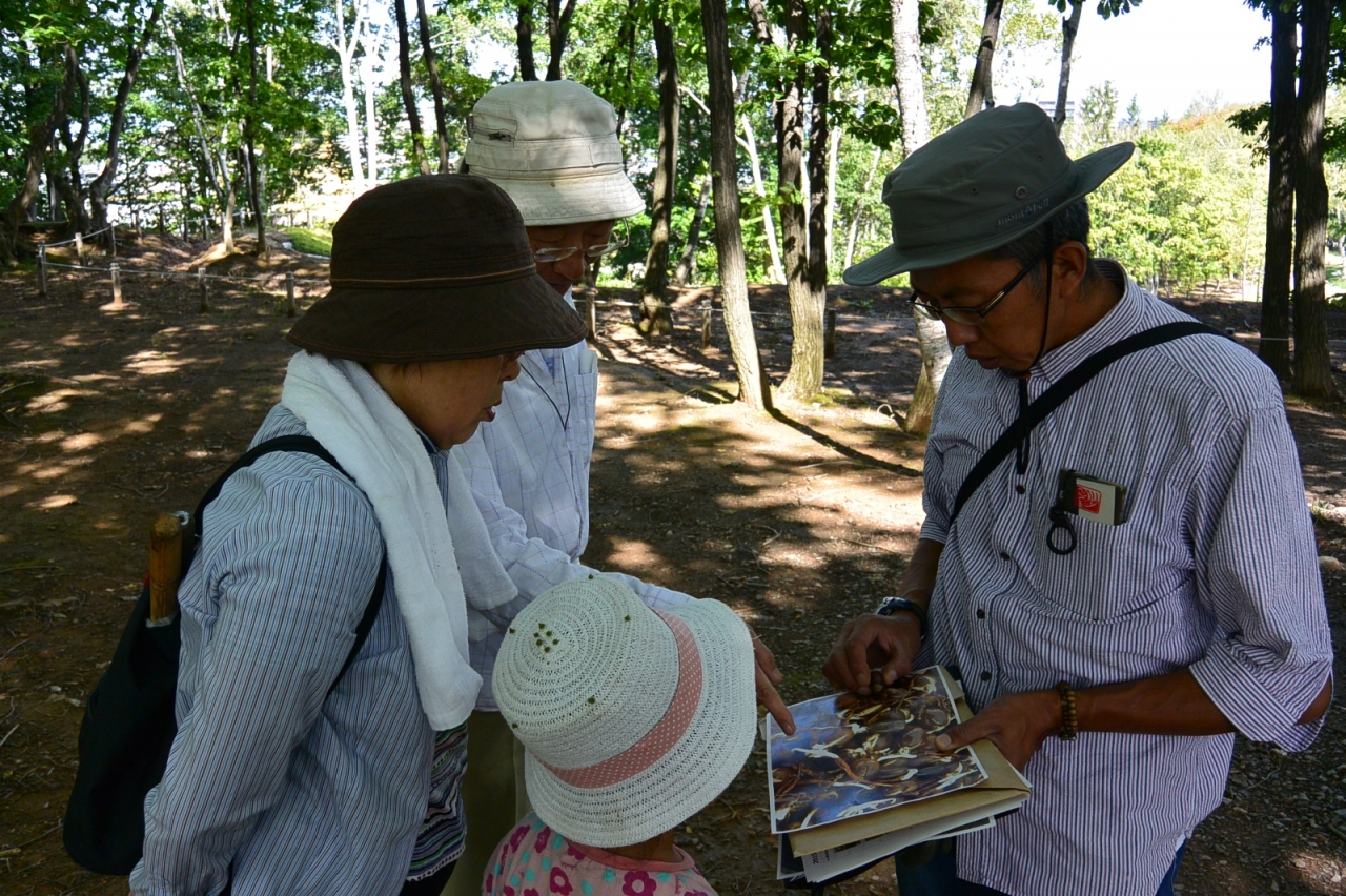 平成28年度どんぐりの観察