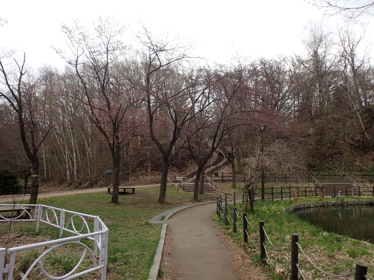 エゾヤマザクラの開花