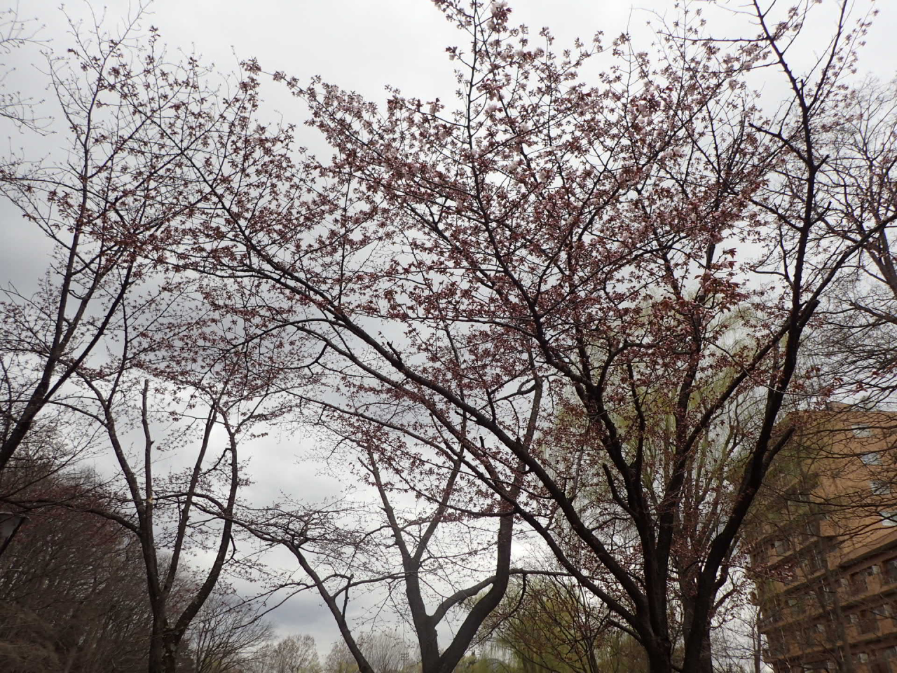 エゾヤマザクラの開花