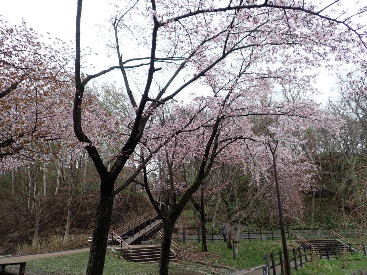 エゾヤマザクラ満開