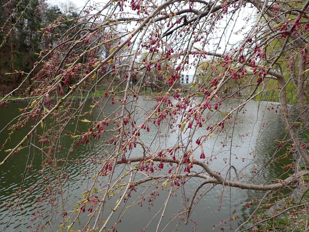 シダレザクラのつぼみ